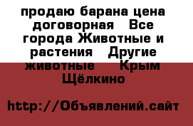 продаю барана цена договорная - Все города Животные и растения » Другие животные   . Крым,Щёлкино